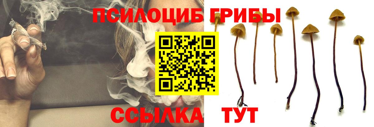Буйнакск  Псилоцибиновые грибы Psilocybine cubensis  Вход с VPN  Псилоцибиновые грибы Psilocybine cubensis 